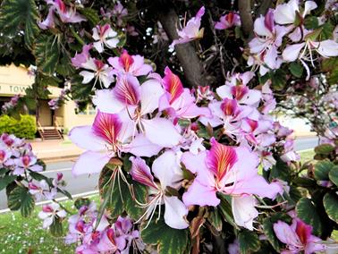 Flowers in Jericho's main street, Queensland, Australia